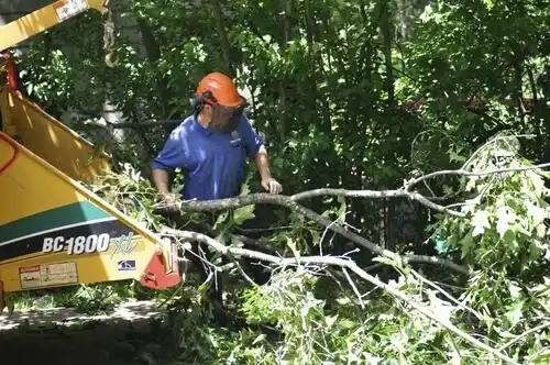 tree services Loveland